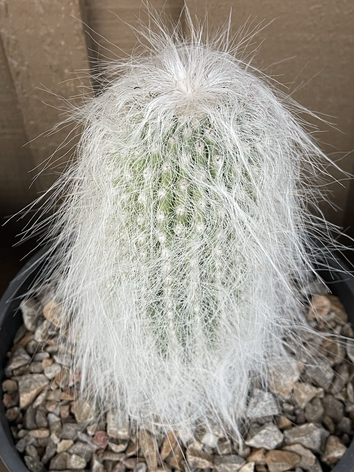 Cephalocereus Senilis, Old Man Cactus, Rare Succulent