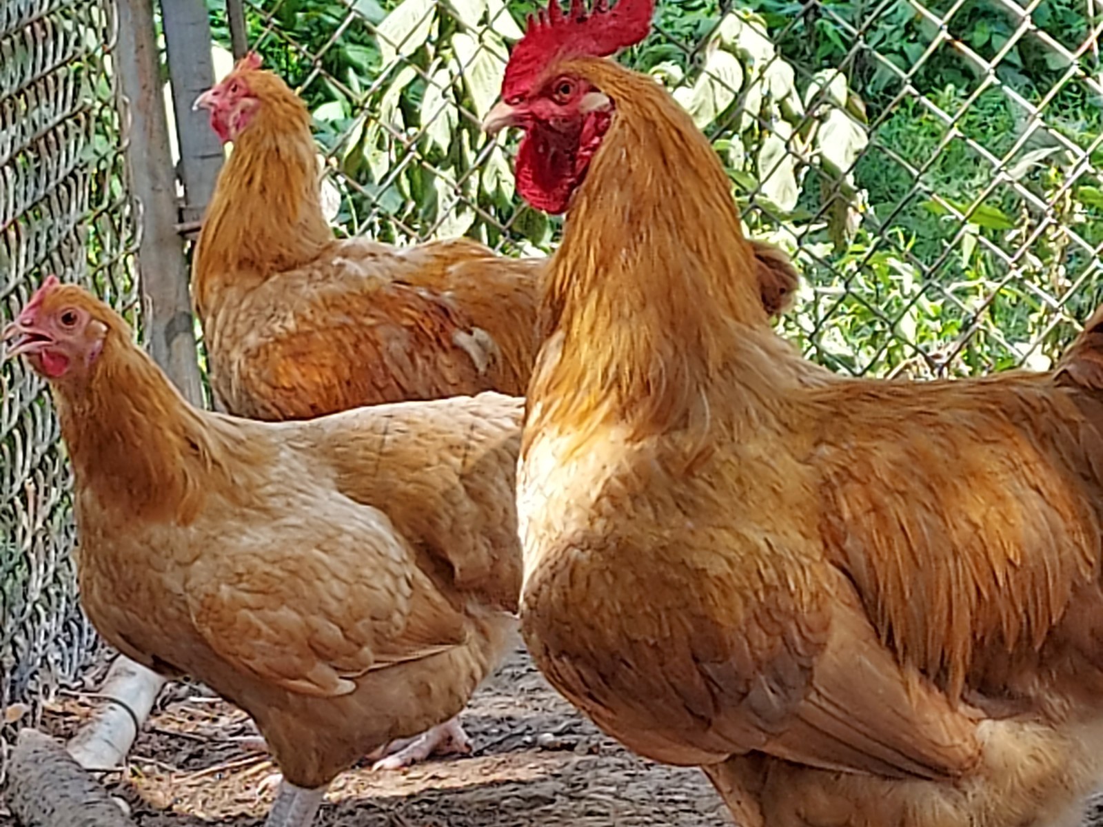 10 Purebred Buff Orpington Chicken Fertile Hatching Eggs