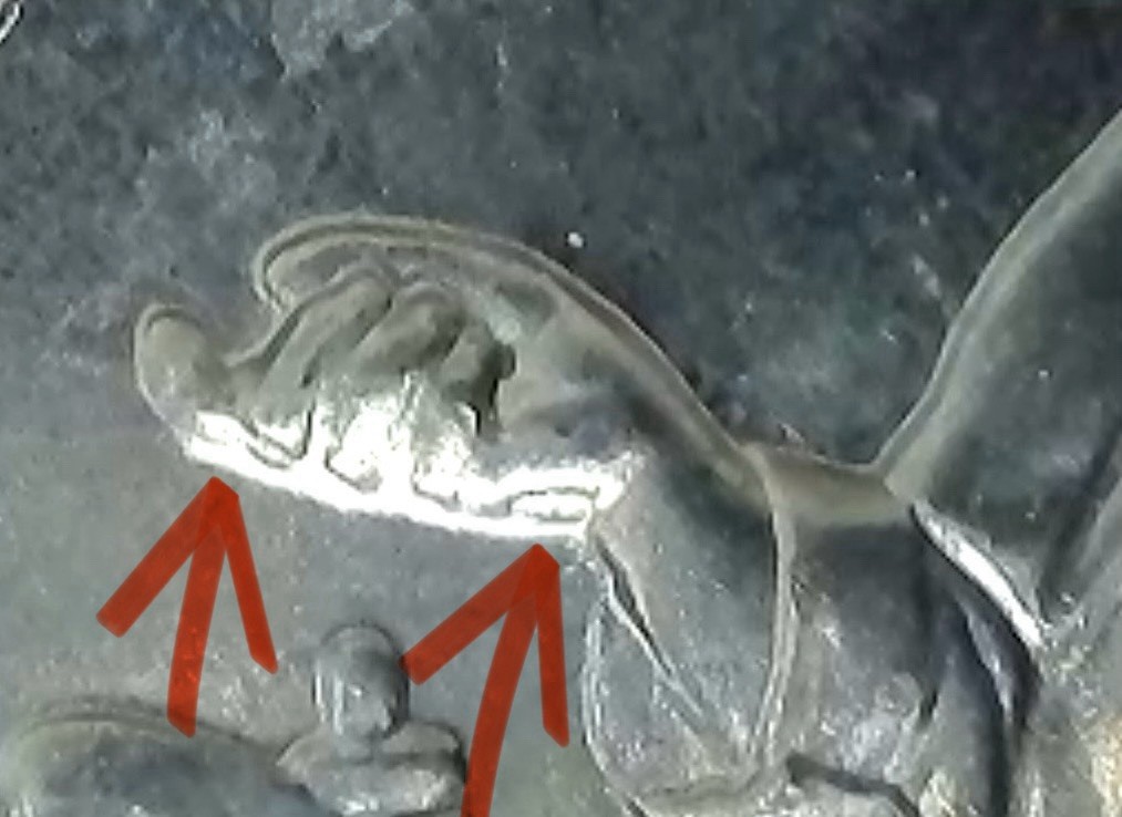 2025 P DDO & DDR Stacey Park Milburn New Error Find On American Women Quarter