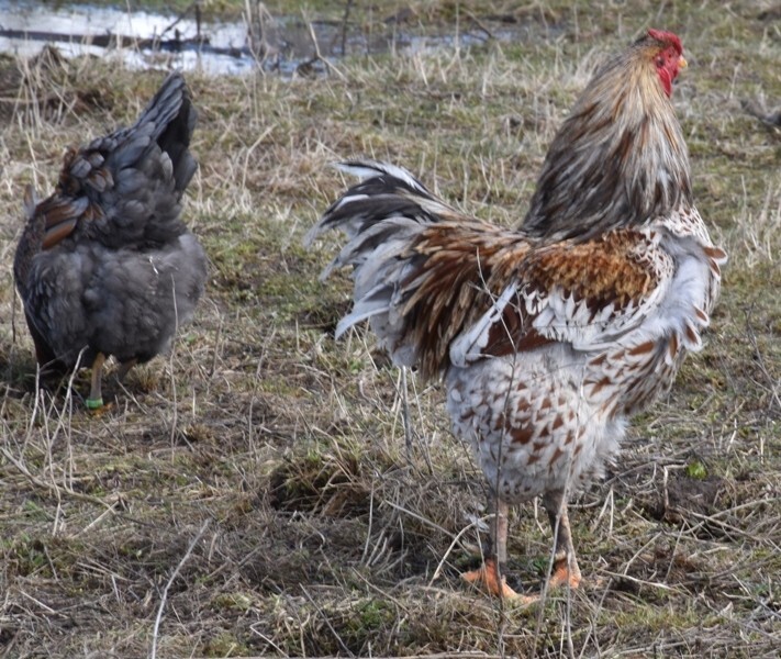 10 Fertile Blue-laced Red Wyandotte eggs