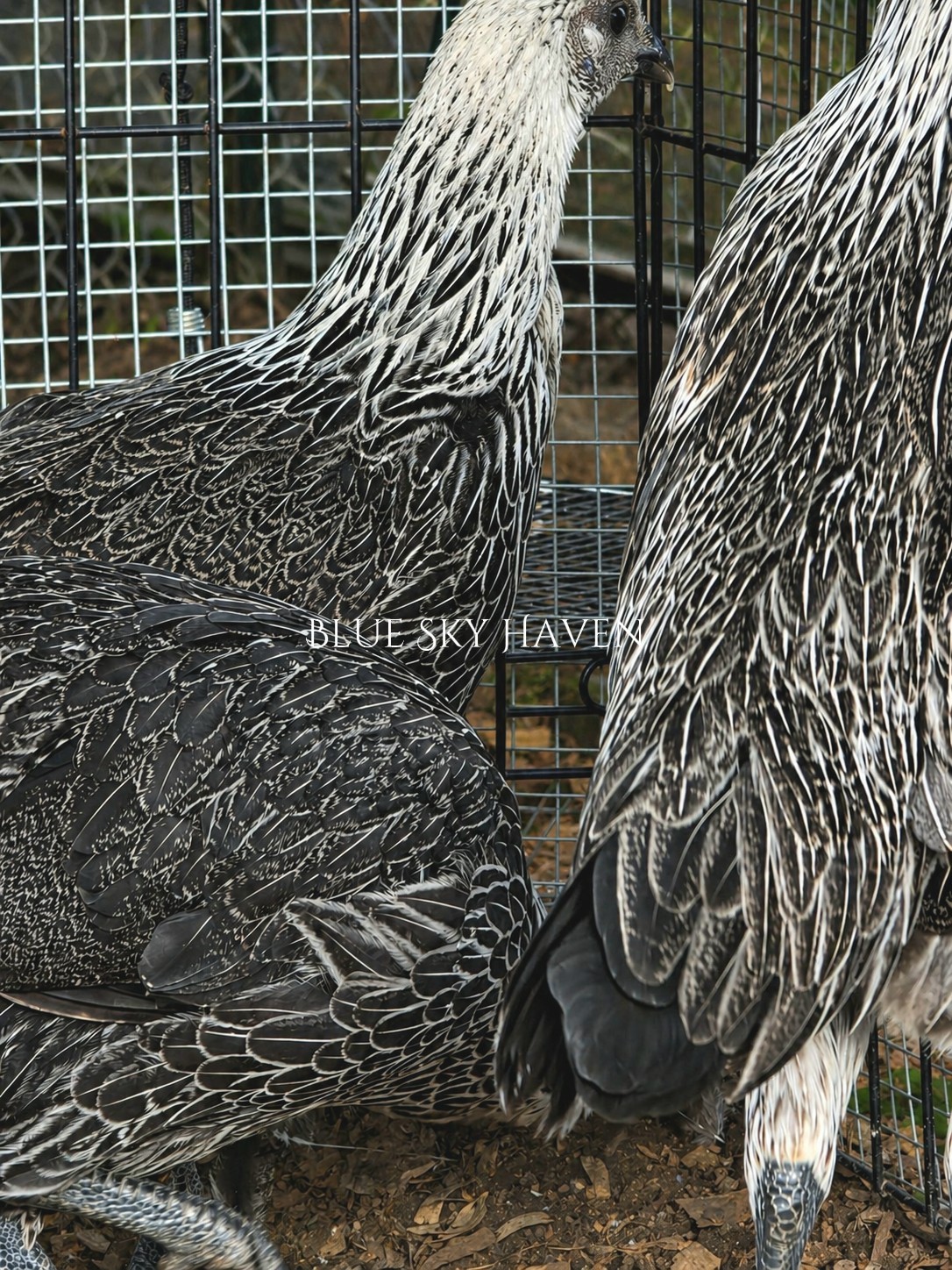 🔥RARE 12+ Hmong Hatching Eggs🔥 Original Laos Import - Pure Lines -
