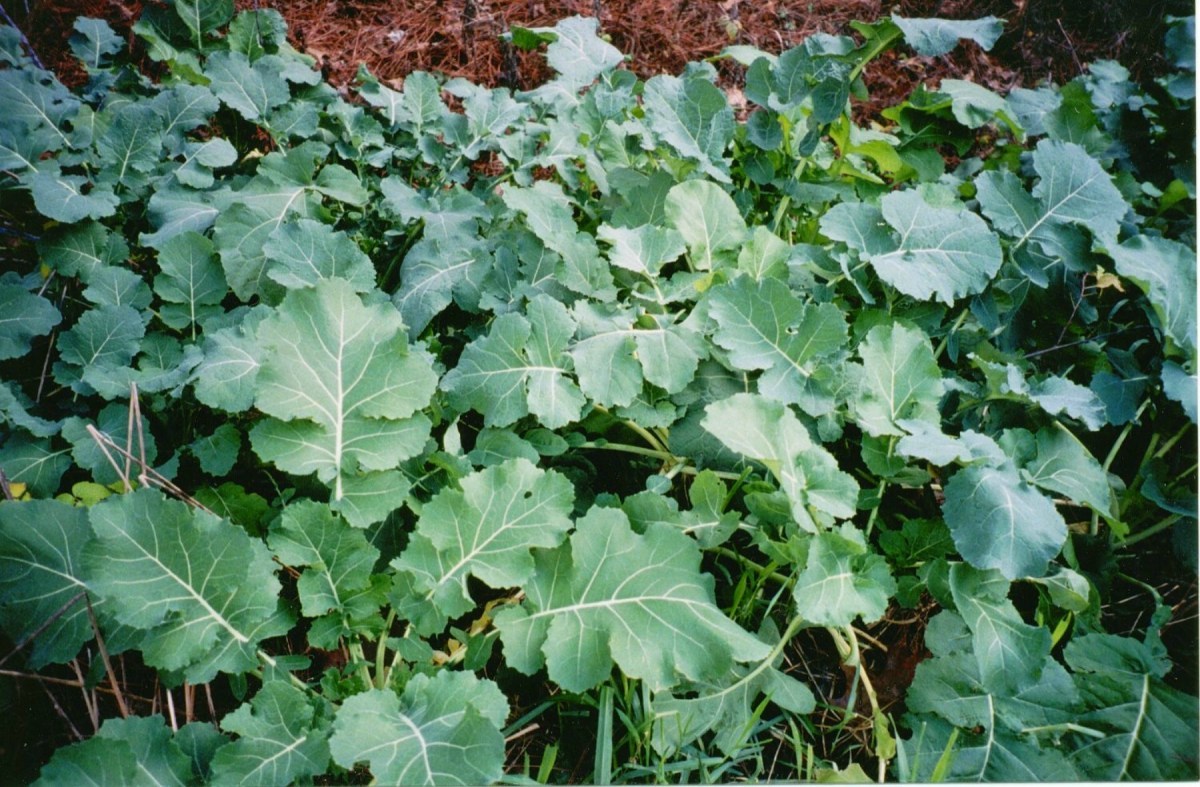 FOOD PLOT seed - 10 lbs Trophy RAPE
