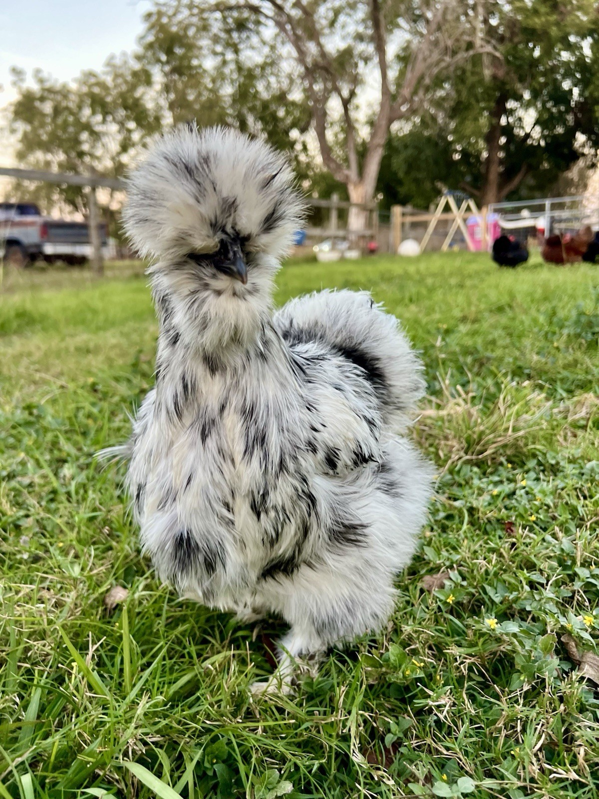 6+ Bearded Paint Silkie Hatching Eggs NPIP Certified Flock
