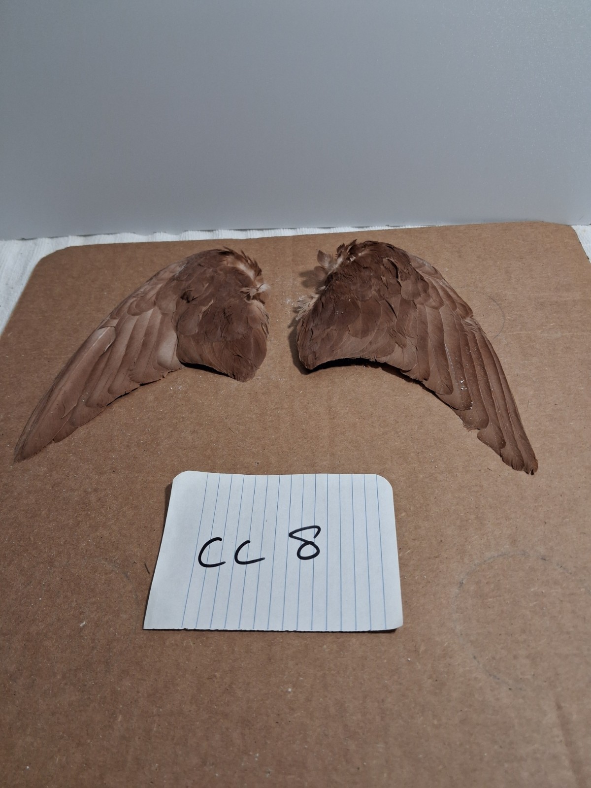 Pair Pigeon Wing Feathers Fly Tying Crafts Taxidermy Natural Causes CC8