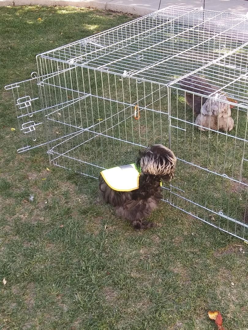 3 Silkie, Satin, Frizzle Hatching Eggs