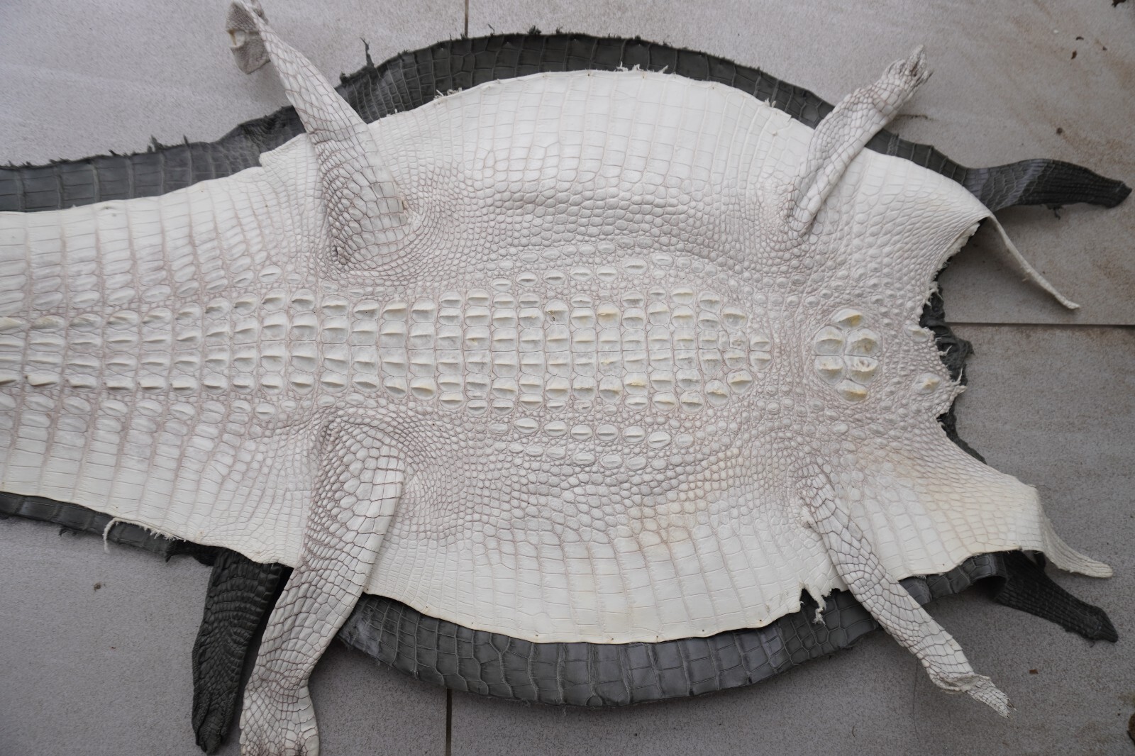 W 16 in- Off White Real Croco Skin Leather Hide Exotic Pelt  taxidermy Craft #R4