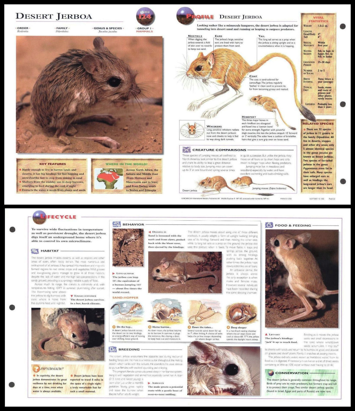 Fold-Out Sheet - Desert Jerboa - 124