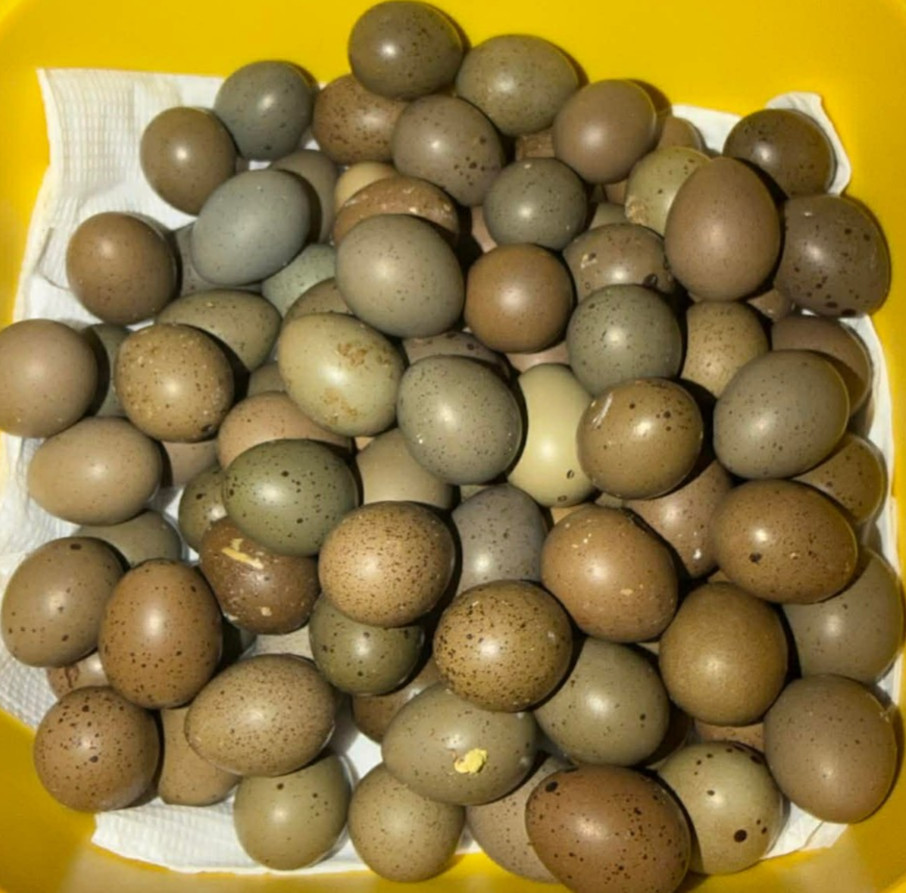 6+ Extra Button Chick (Button Quail) Hatching Eggs – Fresh & Hand Selected