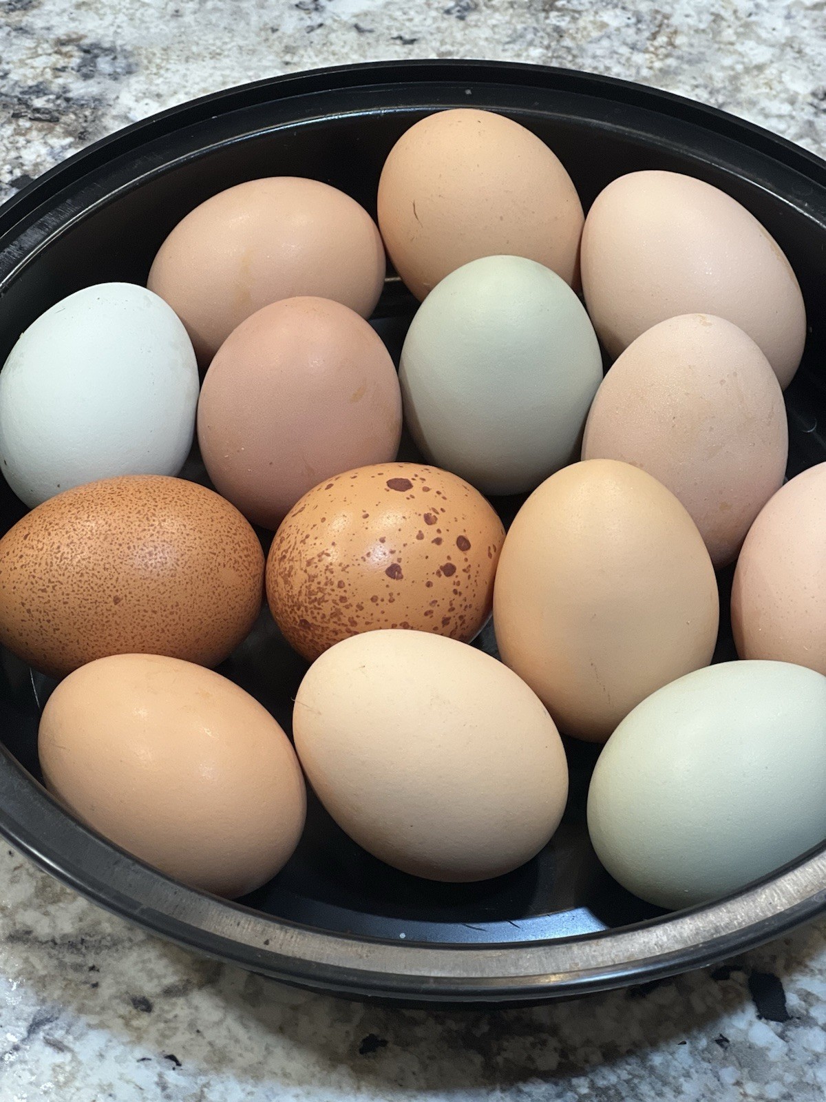 10 fertilized hatching eggs rainbow assortment
