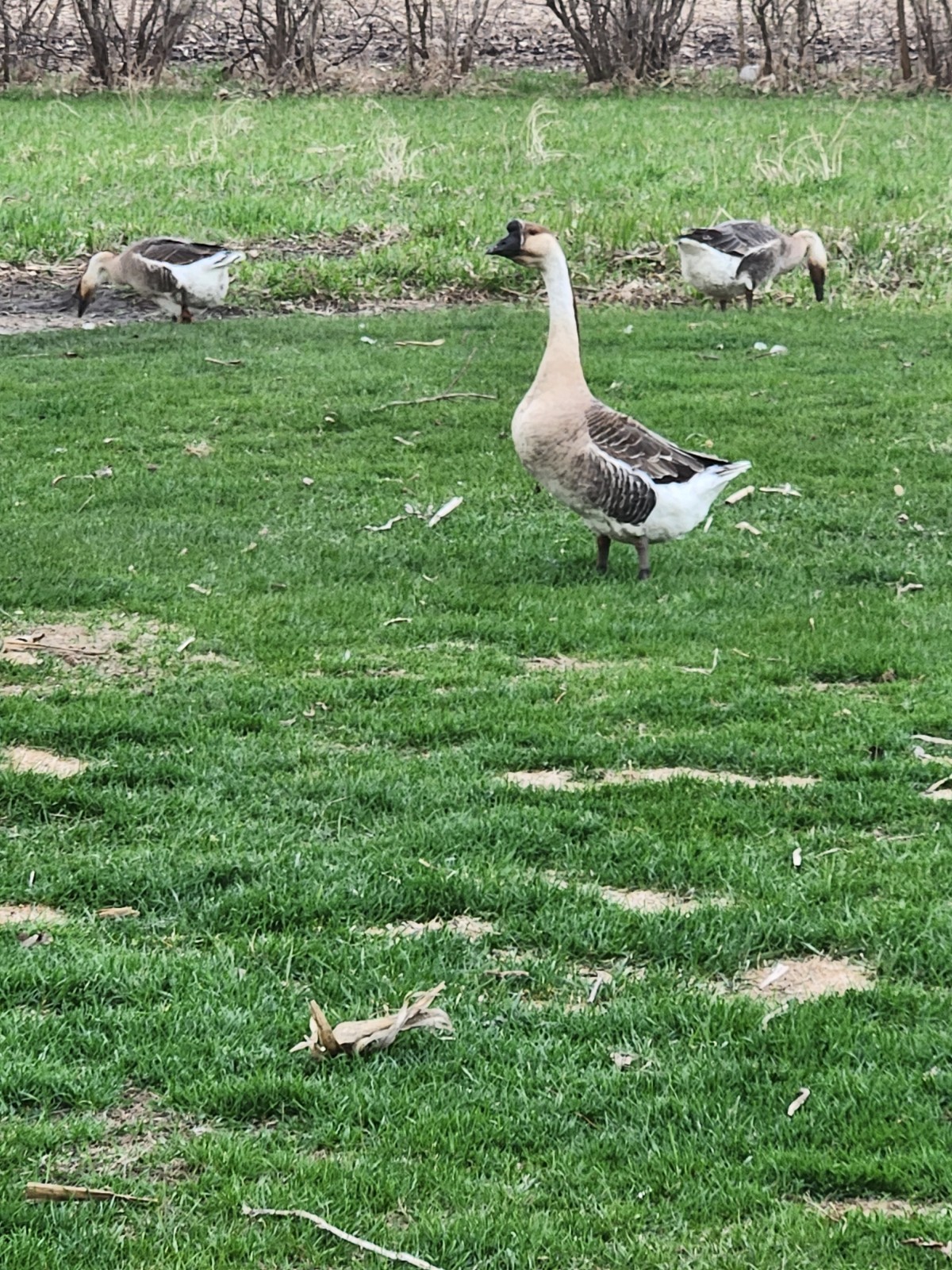 African Goose 3 Hatching Eggs