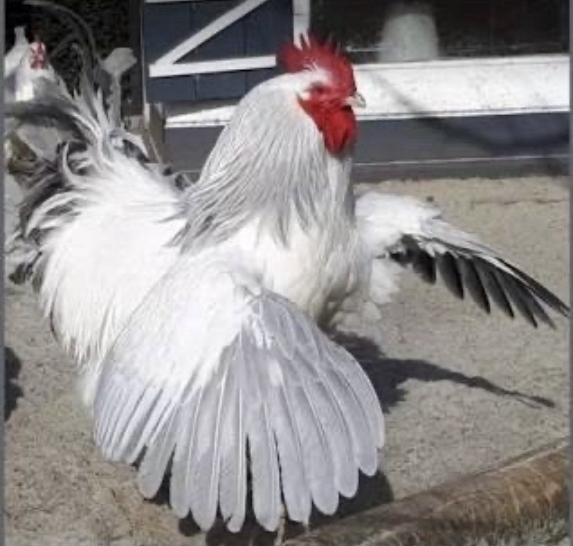 Coronation Sussex Chicken Eggs ~Rare~