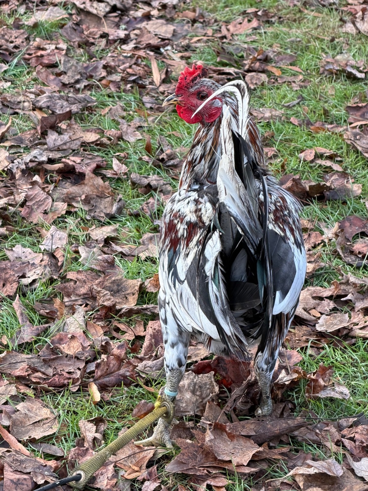 18 Miner Blues chicken hatching eggs