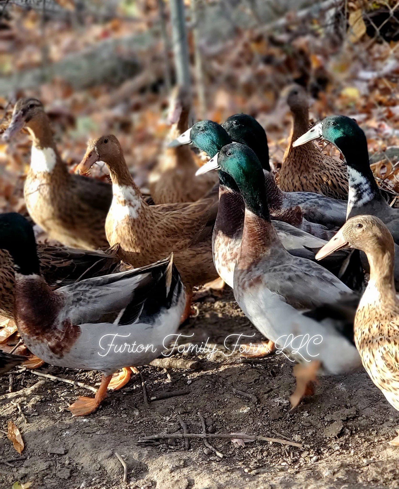 PRE-SALE 6+ Dutch Hookbill Duck Hatching Eggs RARE