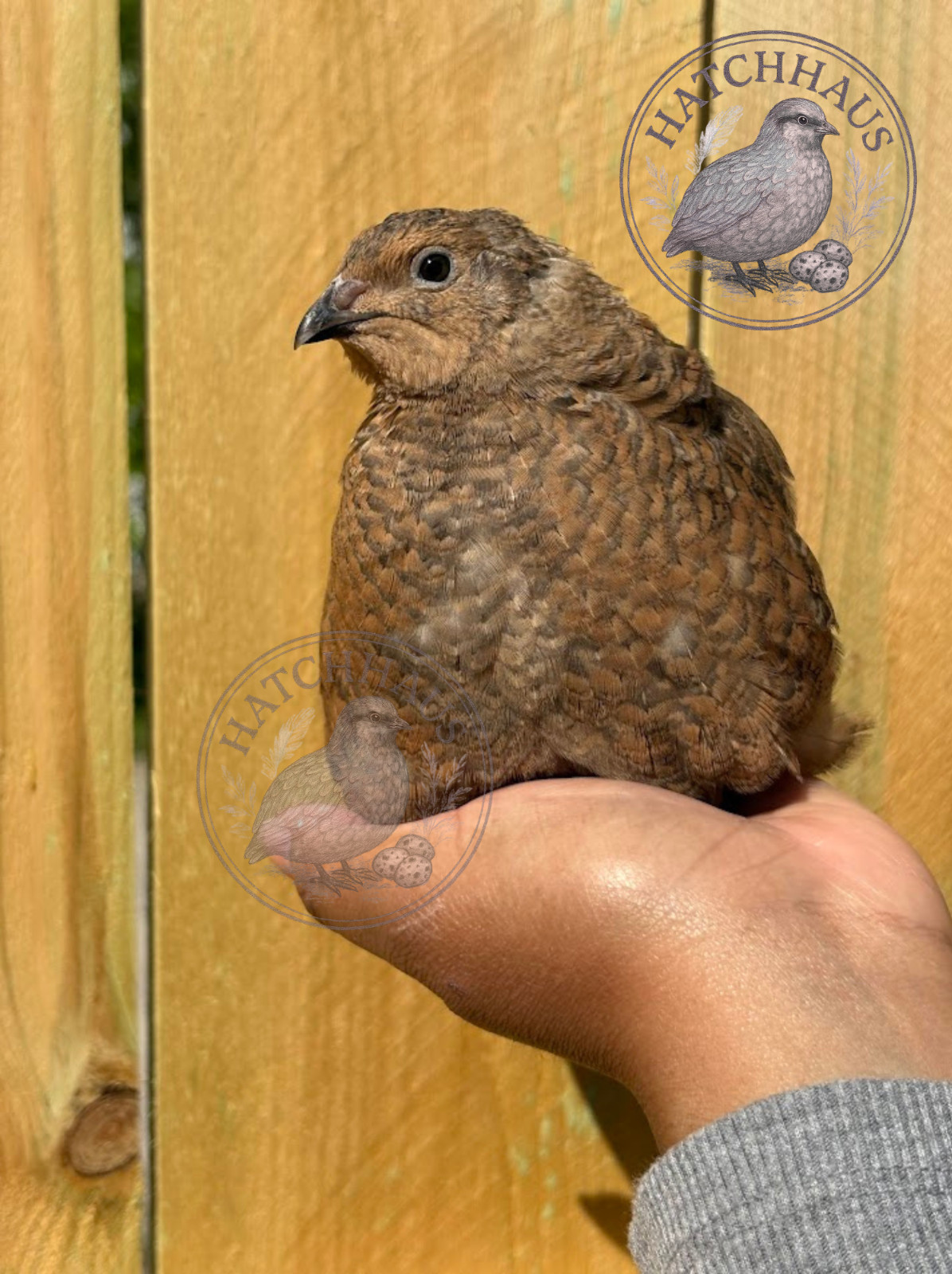 100 Assorted RARE COLORS Coturnix Quail Hatching Eggs - shipped in foam