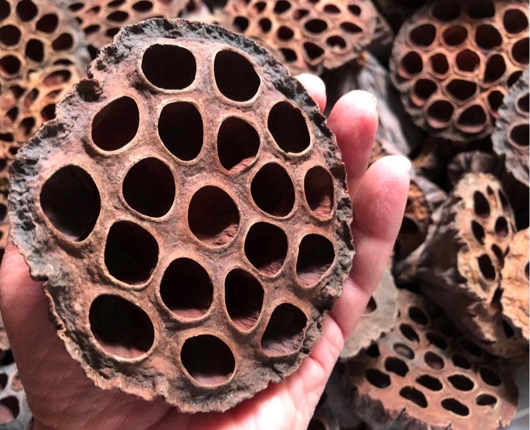 Sanitized Jumbo Lotus Pods for Bioactive’s or Isopods , lot of five