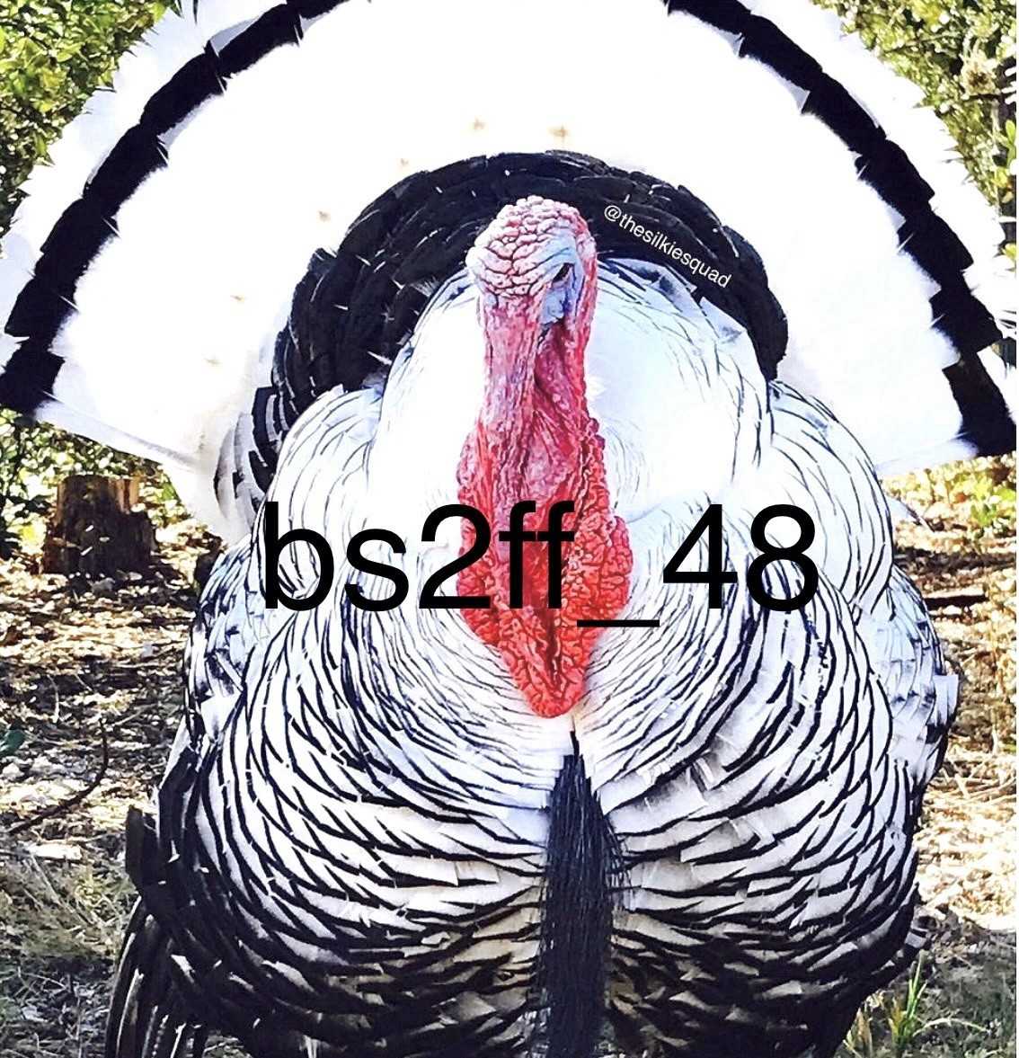 3 Royal Palm Turkey Hatching Eggs