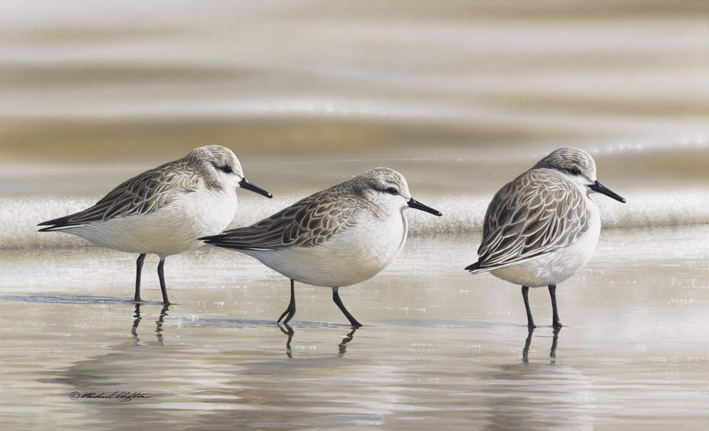 Sanderlings by Richard Clifton Art Print Poster Beach Ocean Wildlife Bird 11x14