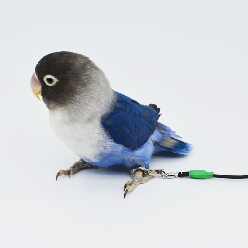 20Ft Parrot Bird Harness Leg Leash Training Rope for Parakeet Conure Lovebird