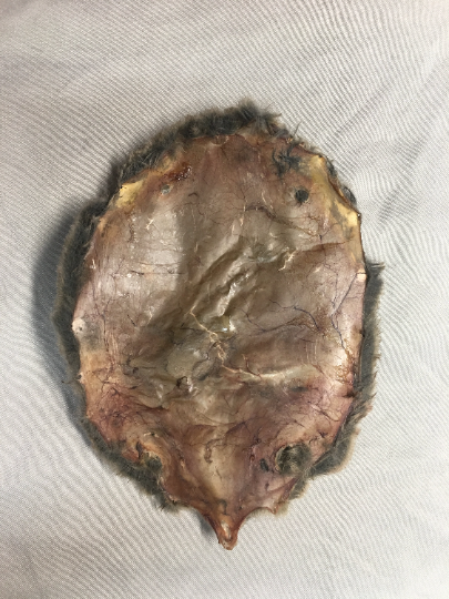 1 Mole Skin (raw/dried) MO-1