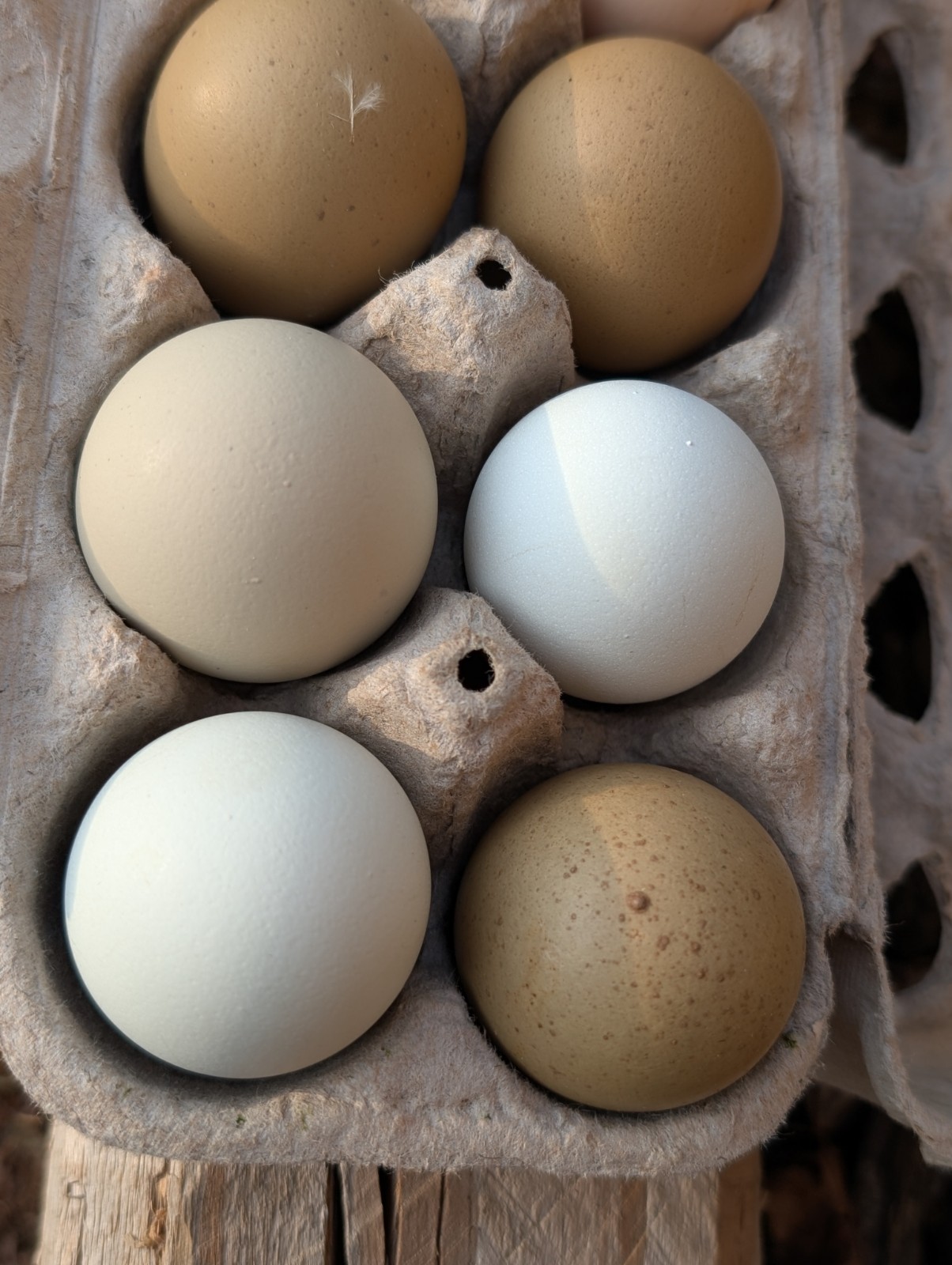 Assorted Chicken Hatching Eggs, Mixed Color, Rainbow basket eggs .