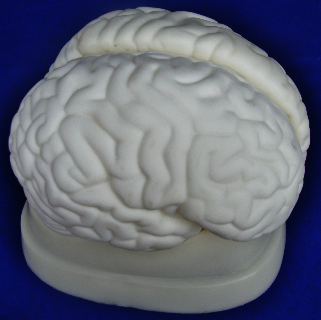 Model Anatomy Professional Medical Educational Brain Model 3 Parts IT-042 ARTMED