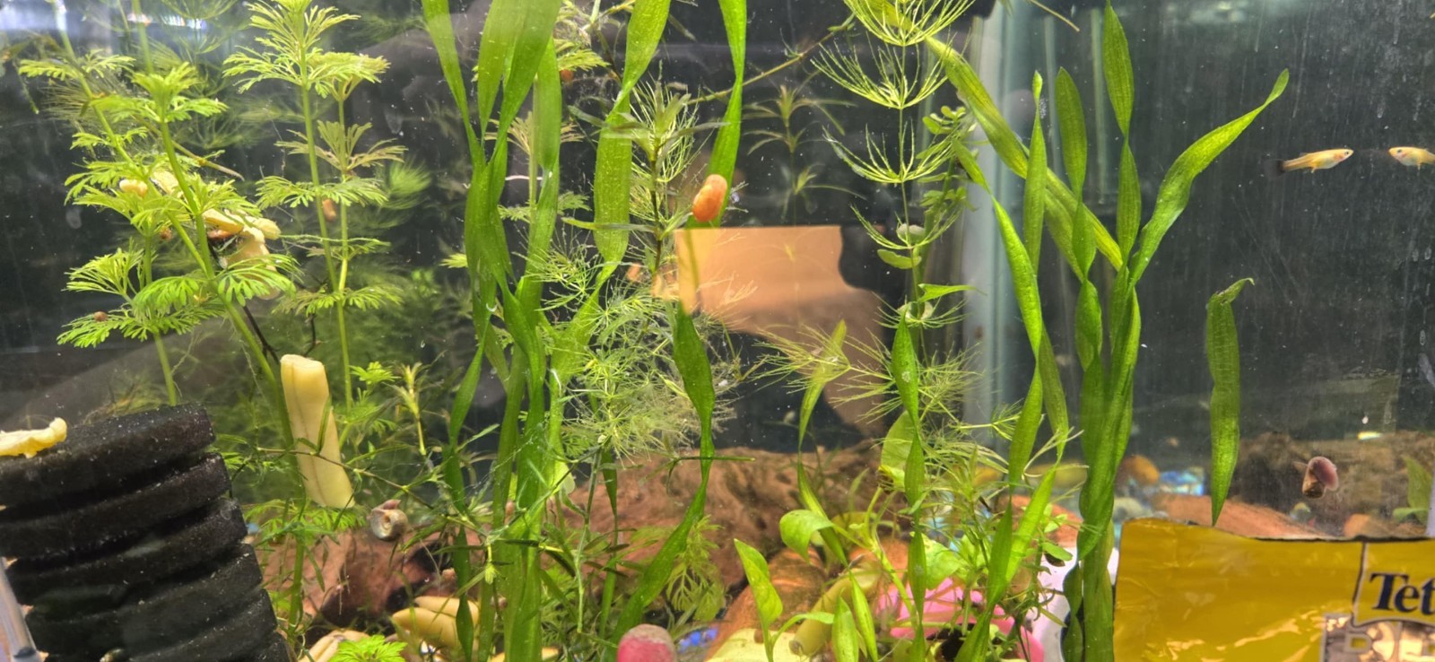Freshwater Aquatic Plant Mystery 5-Pack – Live Aquarium Plants