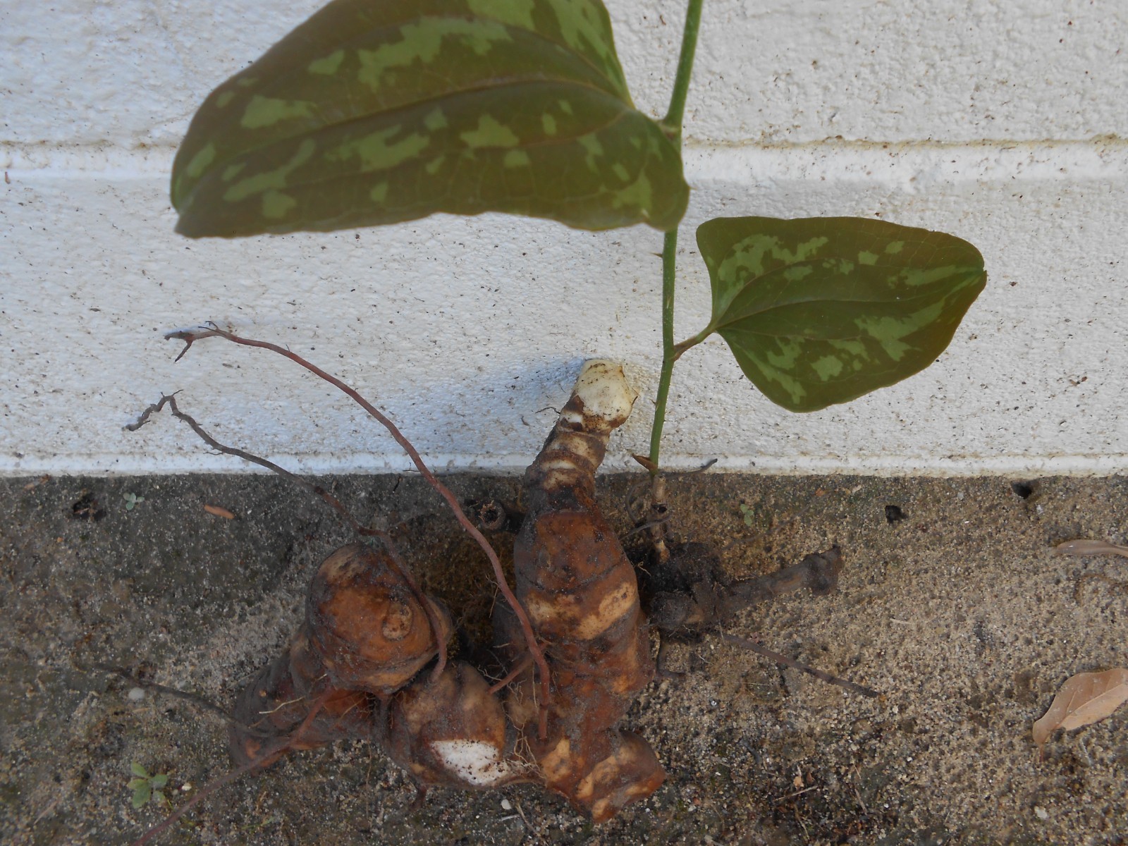 Chaney Root - SMILAX BALBISIANA Cocolmeca ROOTED LIVE PLANT- Herbal 1.5Lbs