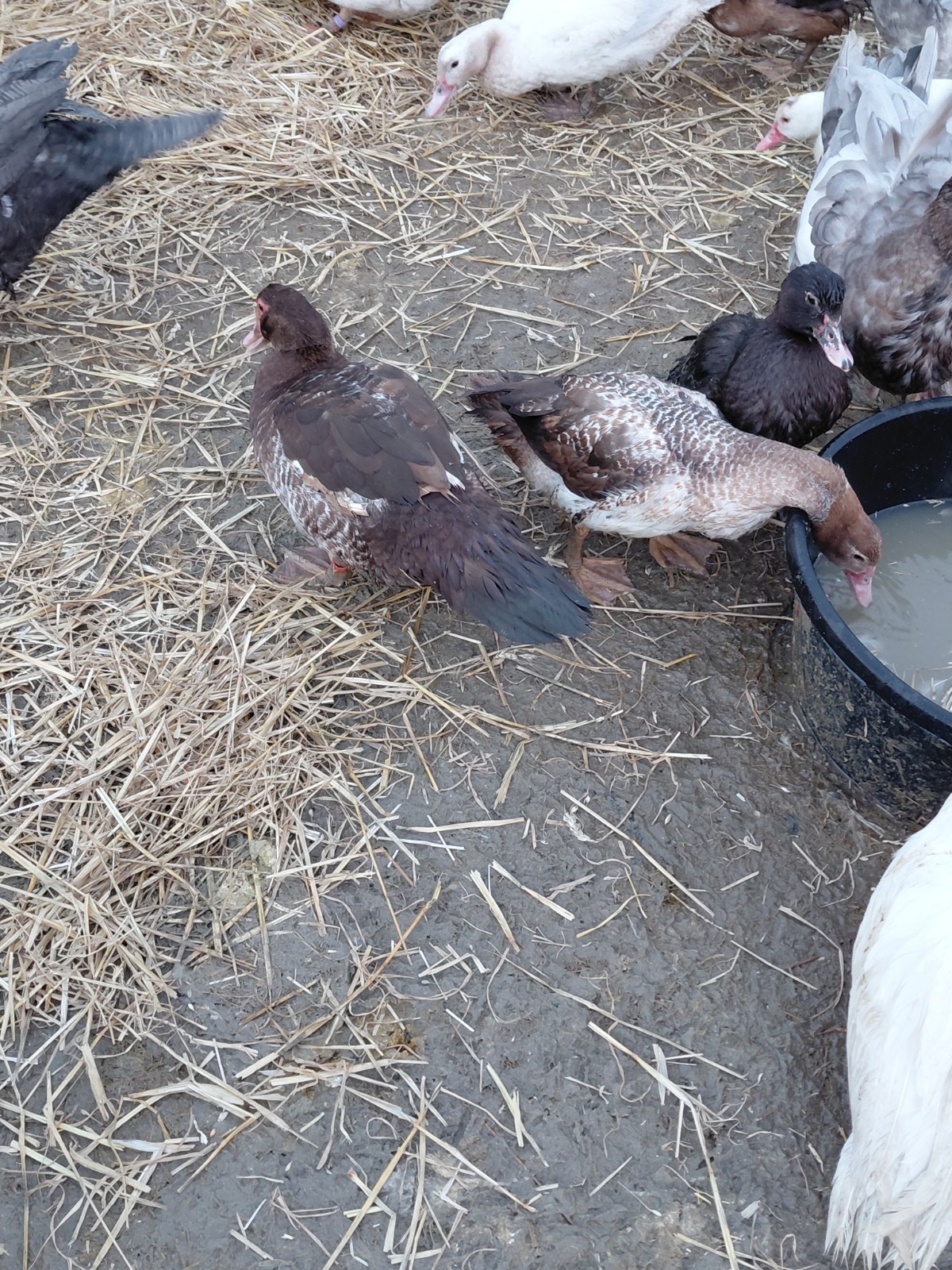 (6) Muscovy Duck Hatching Eggs (NPIP AI CLEAN)