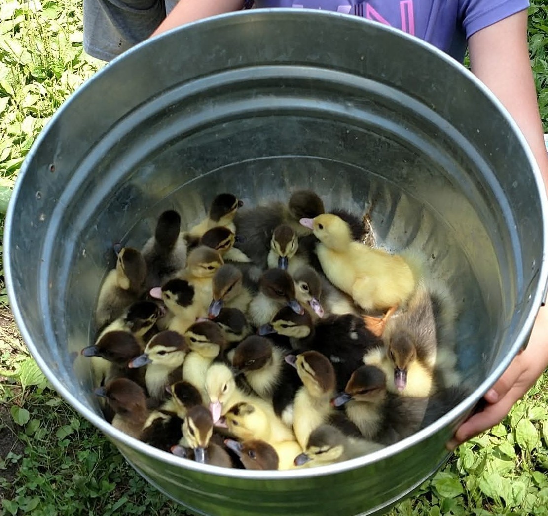 One dozen Muscovy duck hatching eggs domestic/wild type mix