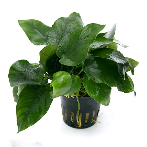 Potted Anubias Barteri Aquarium Plant
