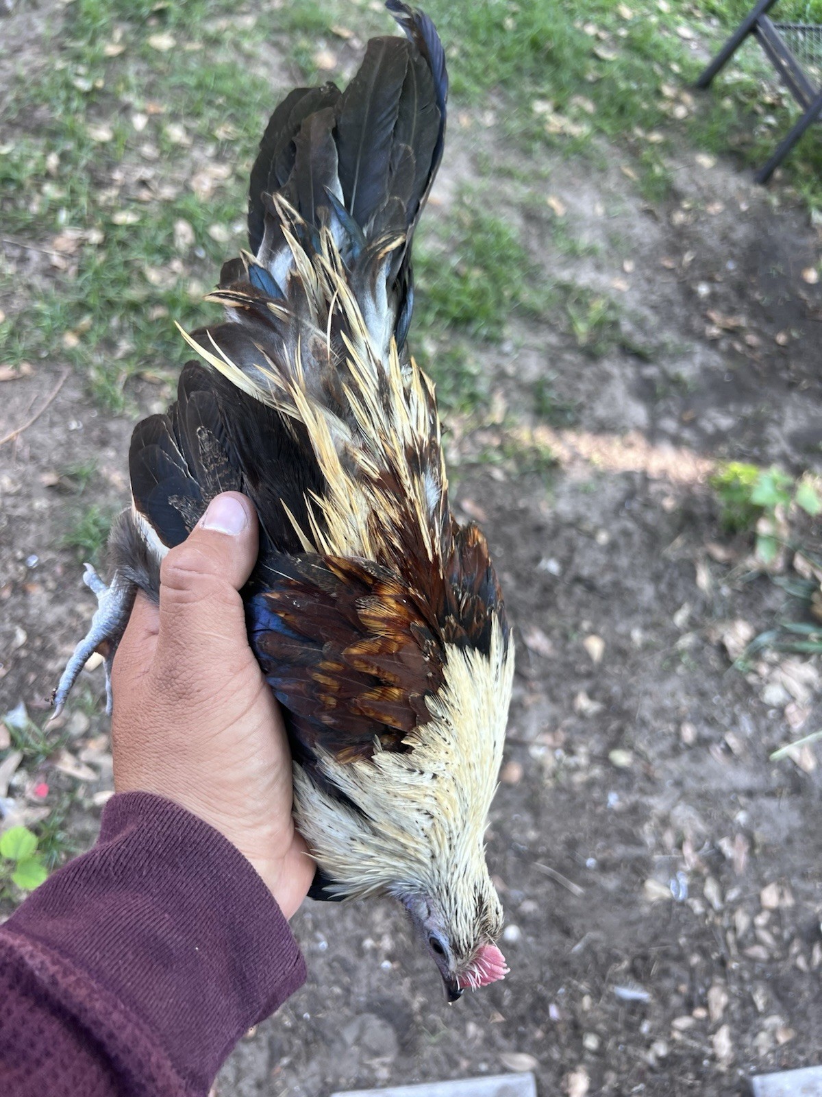 6+ Eggs for Hatching Mini Phoenix Fertile Eggs