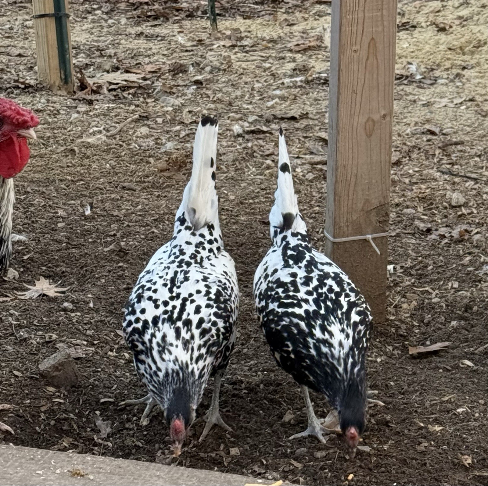 Silver spangled Hamburg Chicken Fertile Eggs
