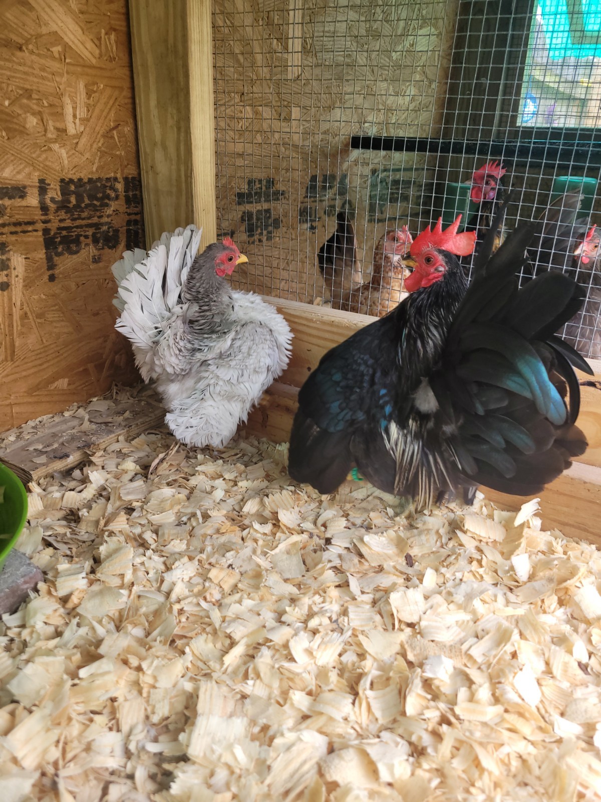 Serama hatching eggs. Silkie and Frizzle gene (12)