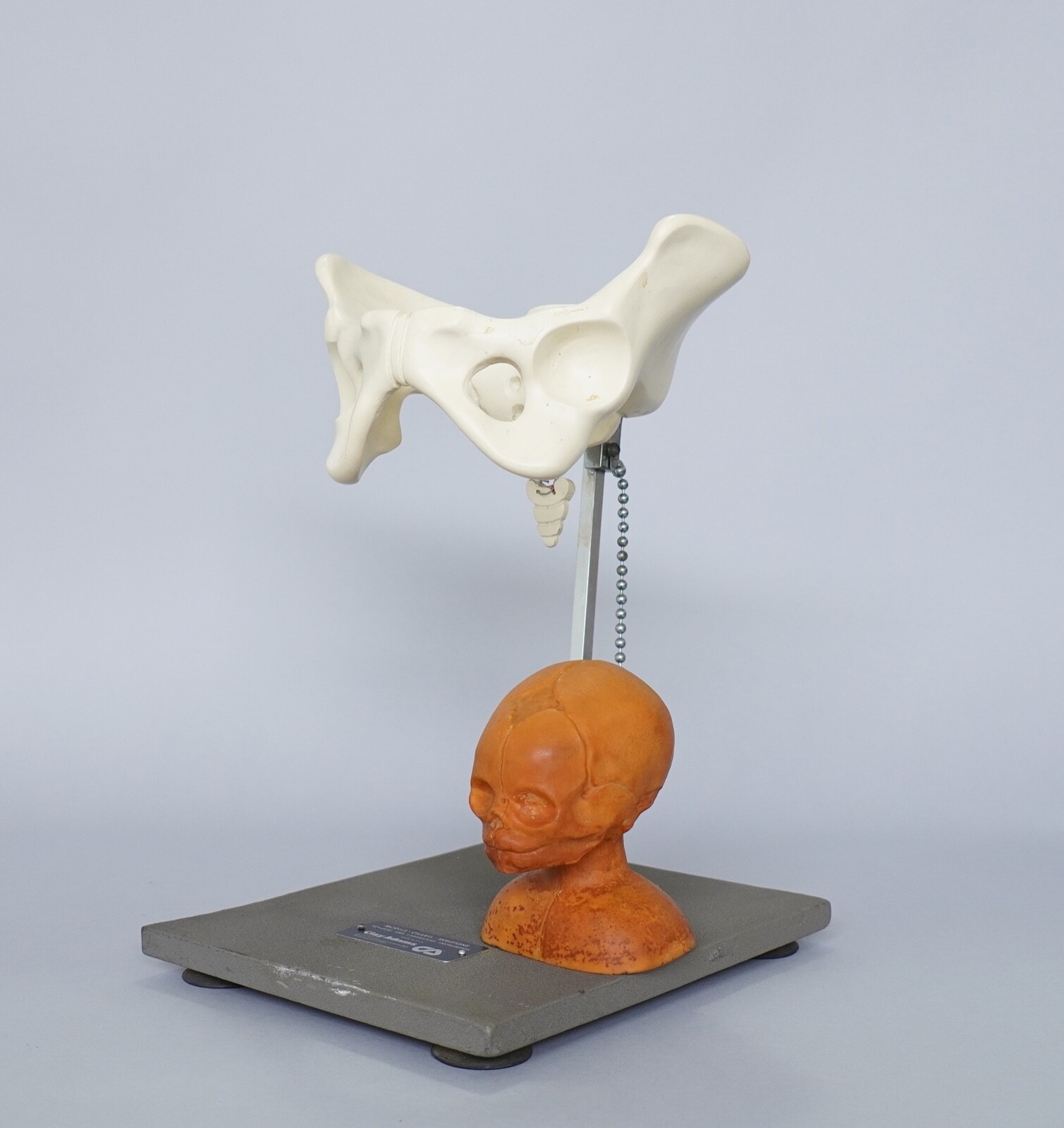 CLAY ADAMS PELVIS AND FETUS SKULL MODEL Medical Anatomical