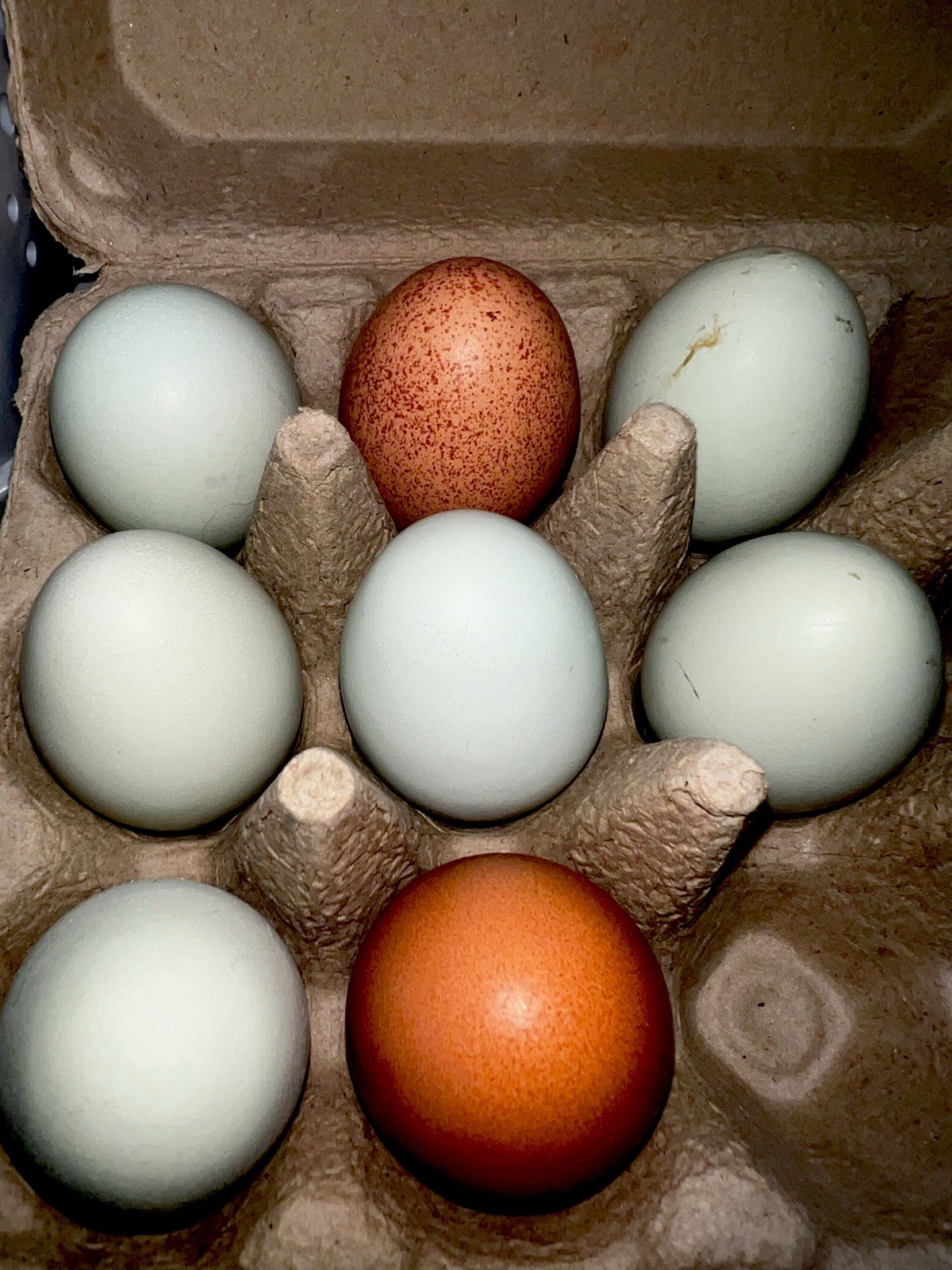 Araucana,Copper Maran hatching eggs hens choice