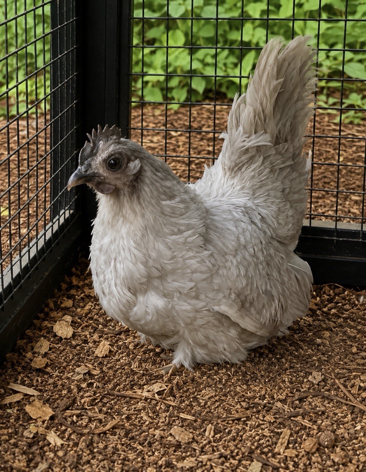 Hens choice- assorted bantam hatching eggs