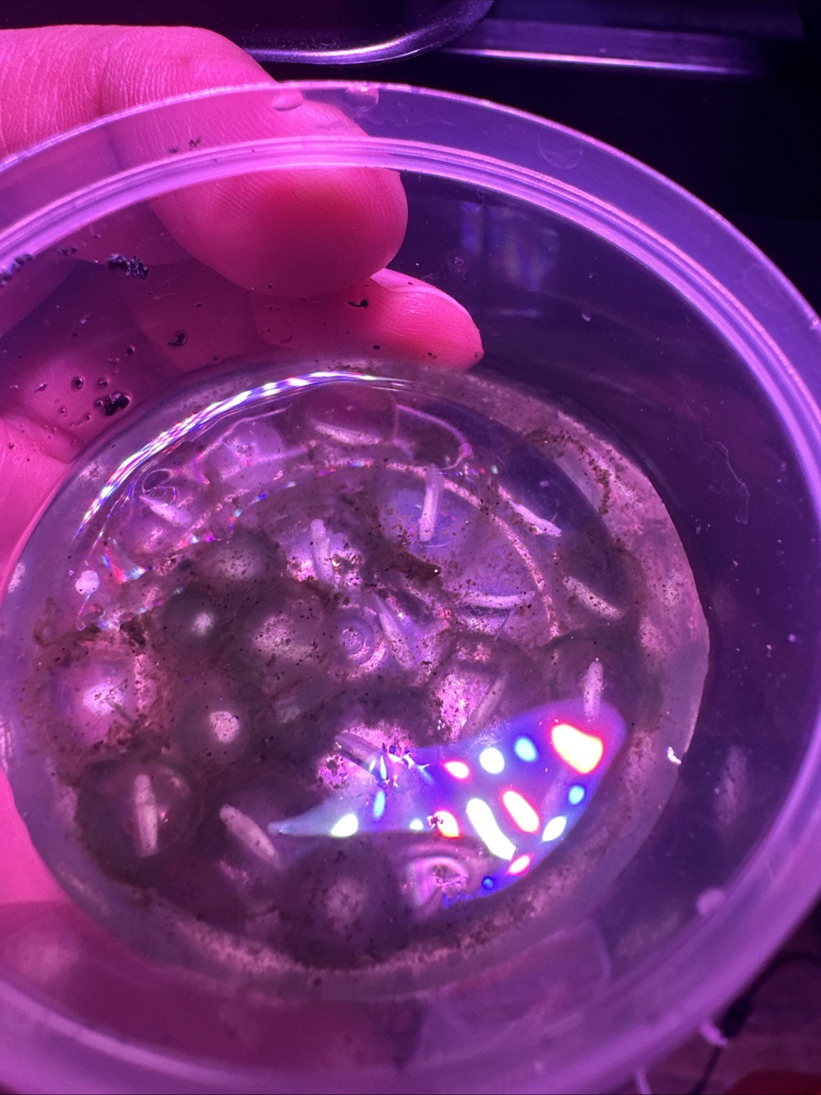“Pre orders “Axolotl Fertile Hatching Eggs 🥚60count (GFP)