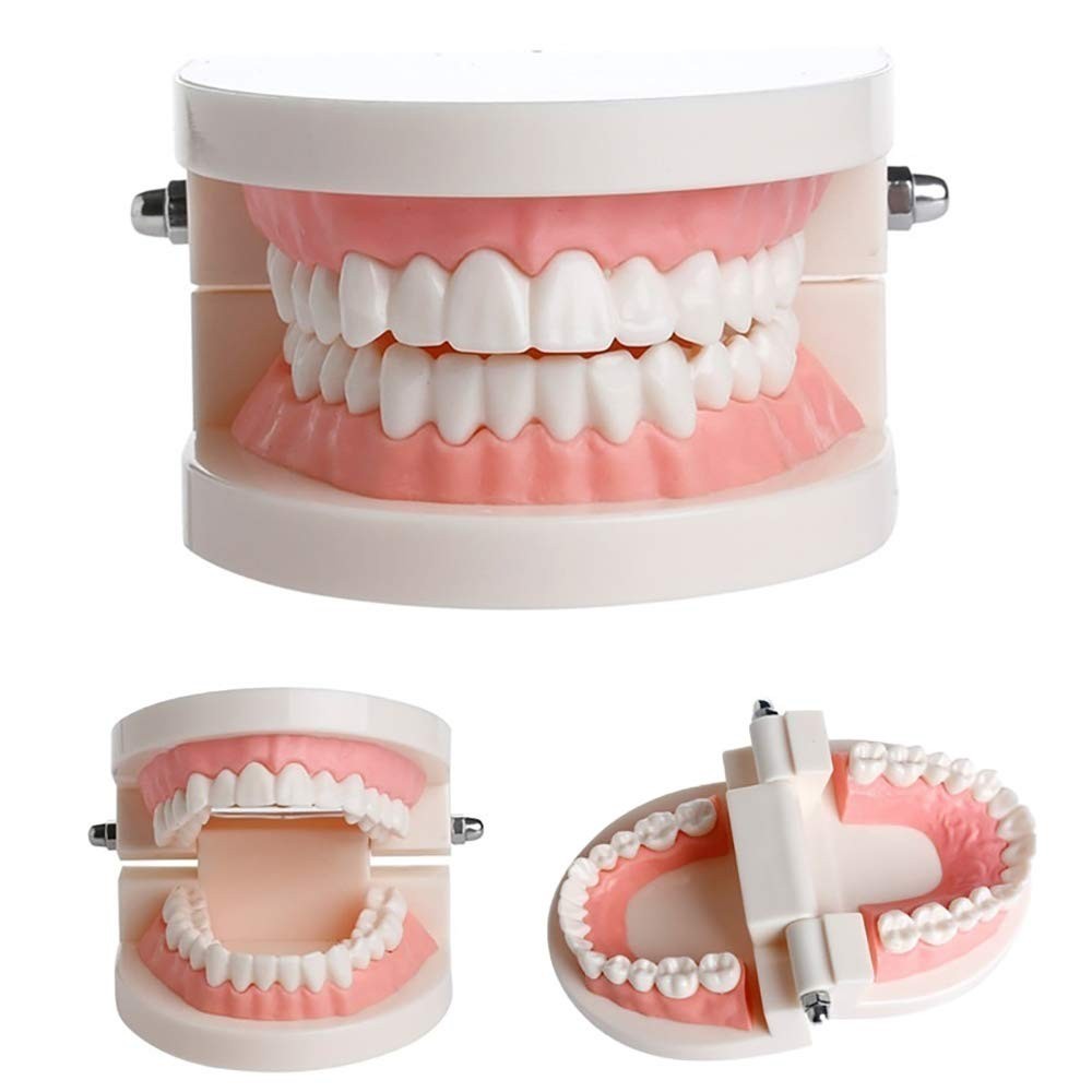 Educational Typodont Model for Kids - Dental Demonstration with Fixed Wrenches