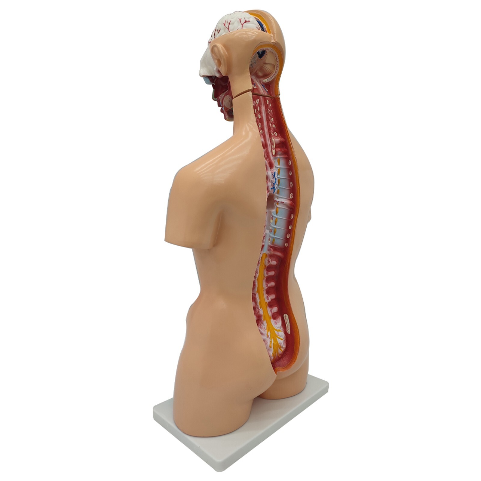 Human Torso Model Replaceable Detachable Female/Male Medical Teaching Model