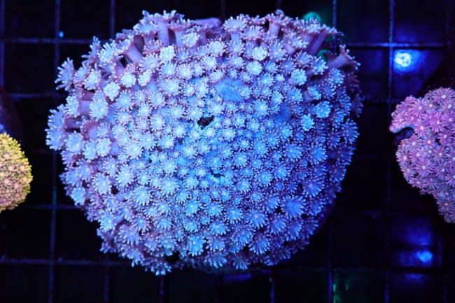 Blue And Purple Goniopora Colony WYSIWYG - SAQ Coral Farm