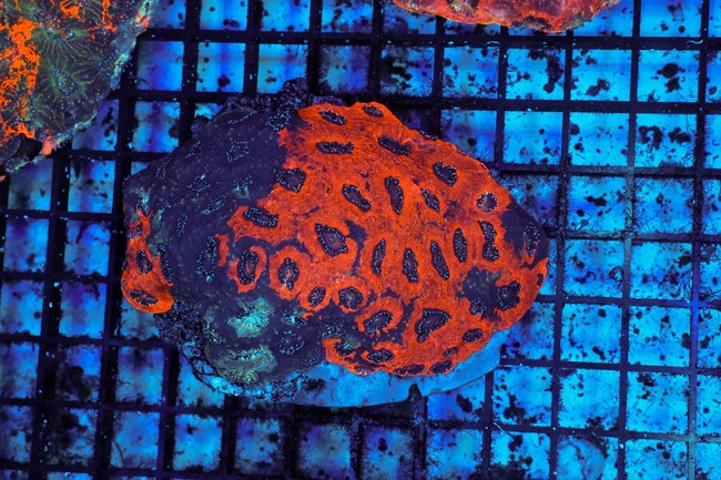 Void Encrusting Favia WYSIWYG - SAQ Coral Farm