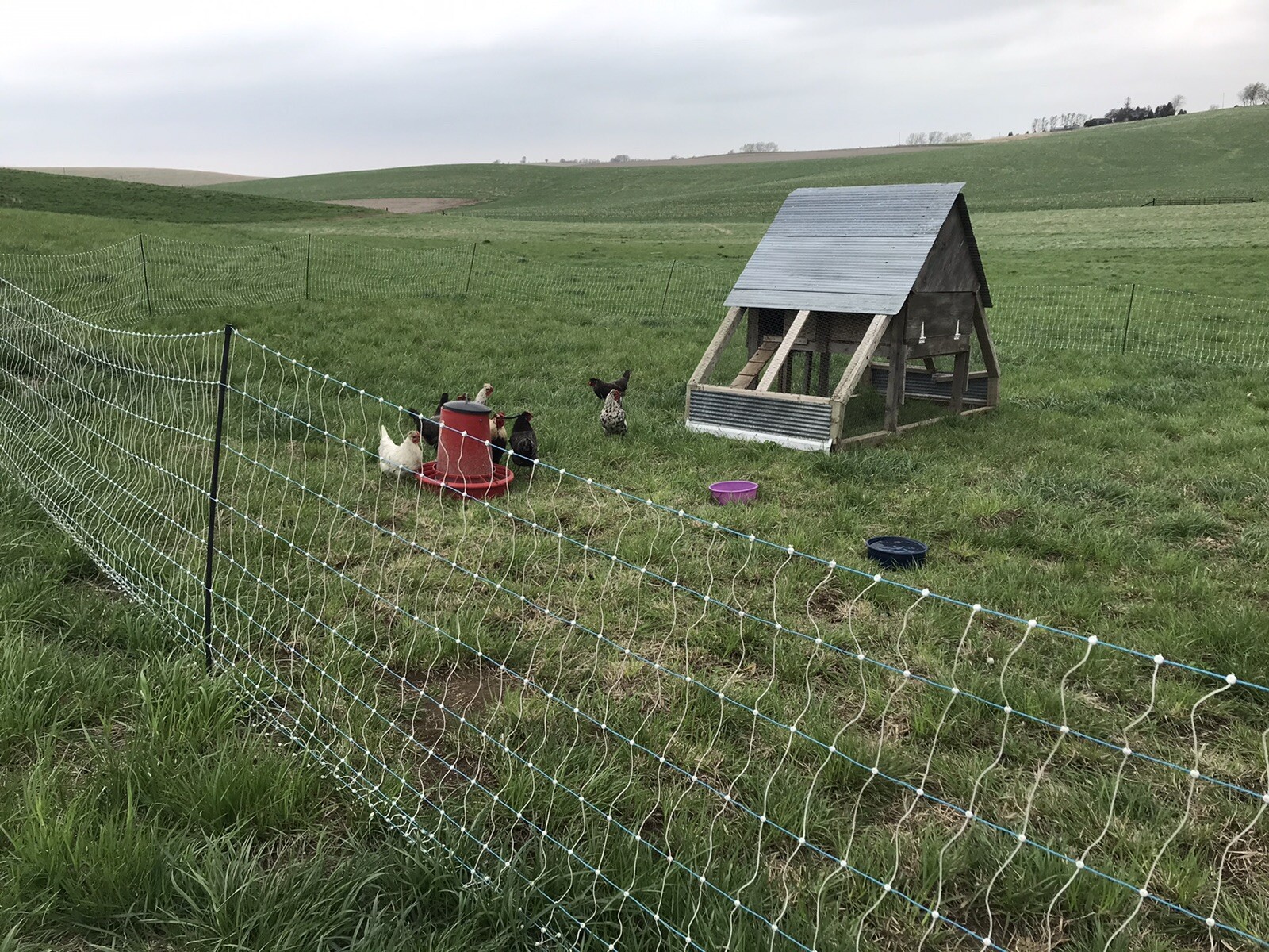 6 Icelandic Hatching Eggs- Landrace Chickens Rehoboth Family Farms