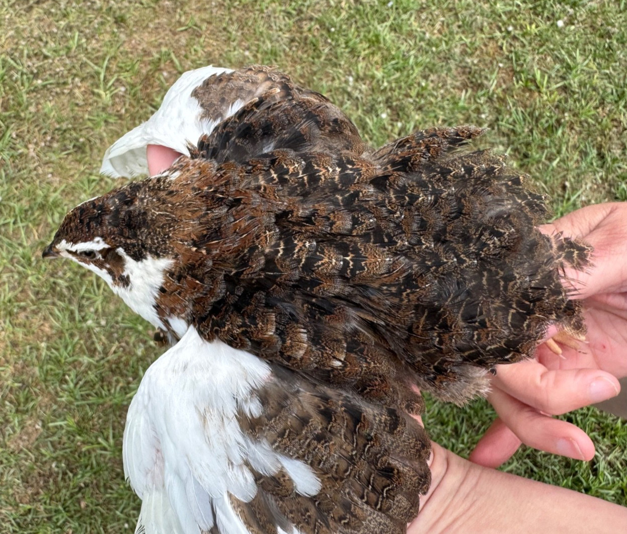 110+ RARE COLORS Coturnix Quail Hatching Eggs NPIP AI Free