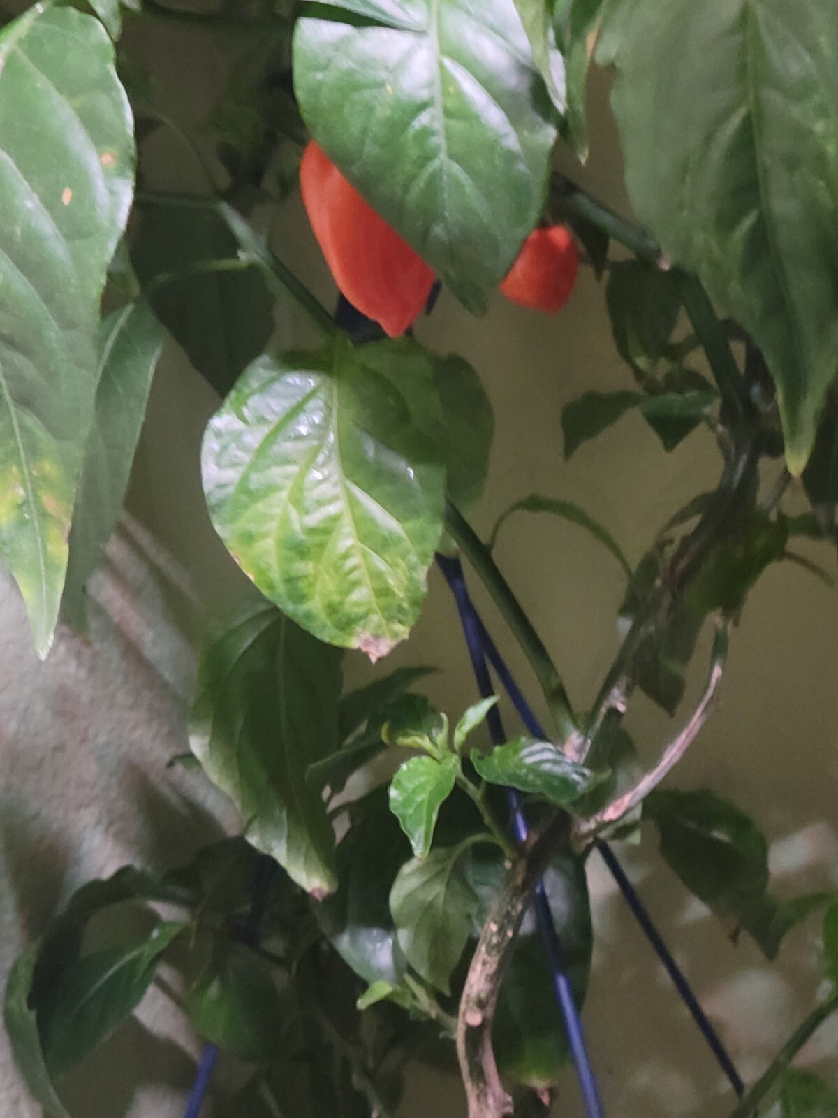 Big Habanero Pepper Plant  in a basket planter  now have some fruit
