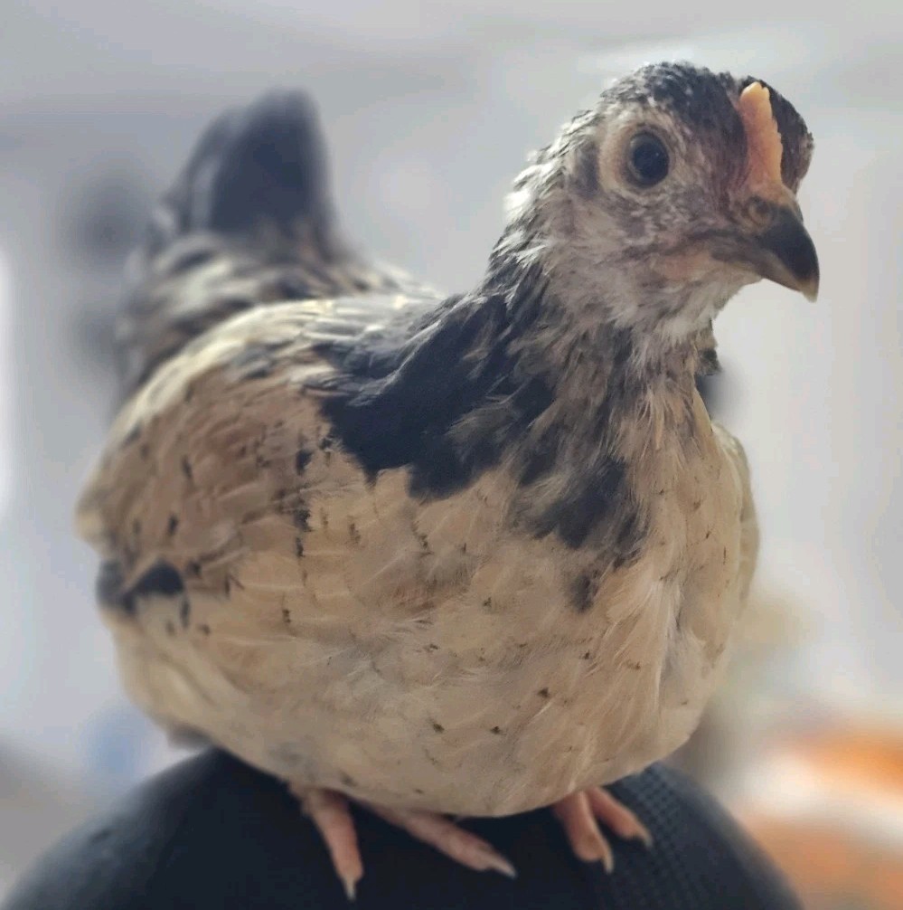 12+ bantam/easter egger cross, possible purebreeds!!