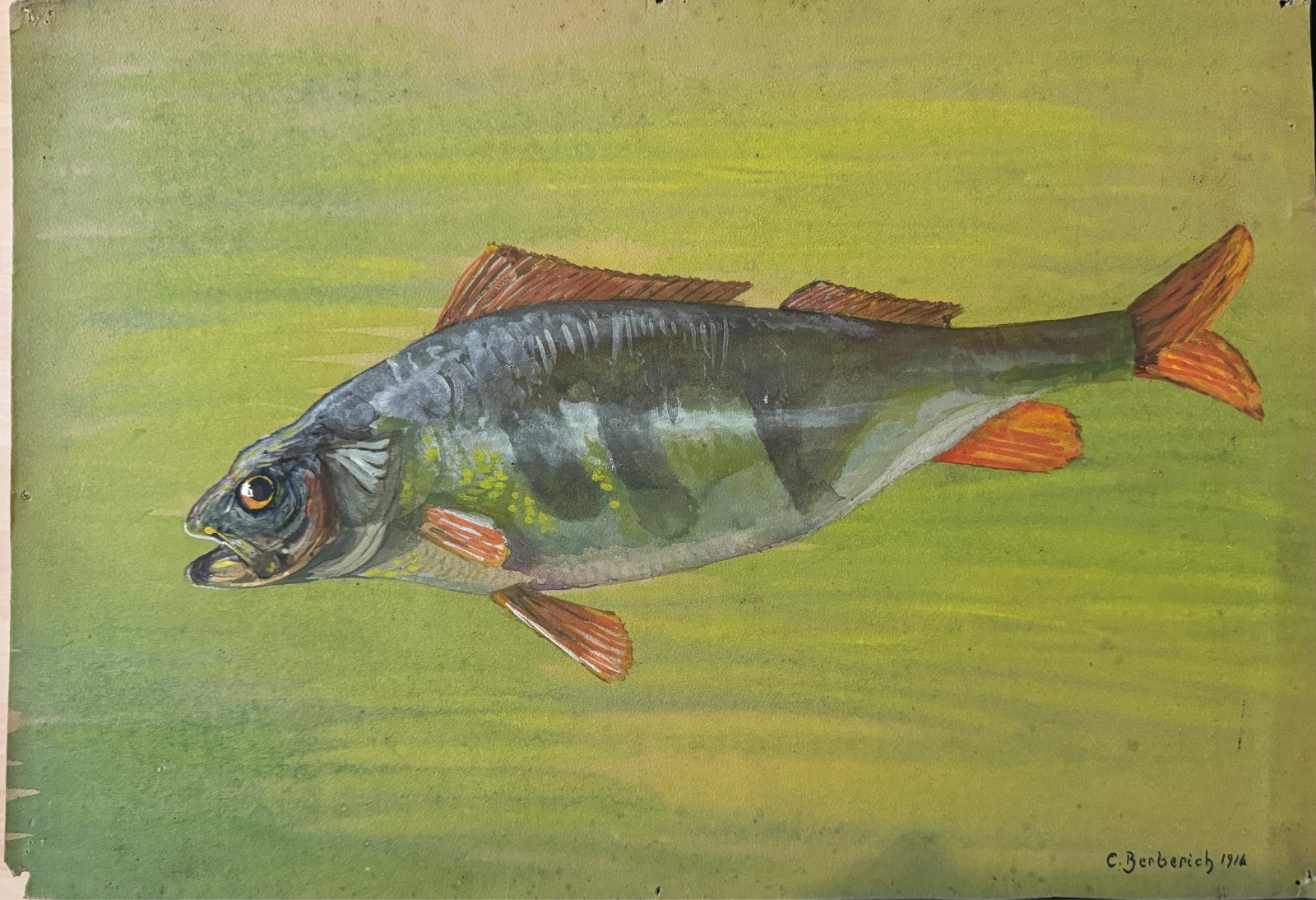 Berberich Carl H. 1916 Floating Bass in Green Water Animal Study