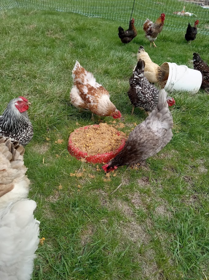 12 Fertilized Chicken Eggs for Hatching Barnyard Mix with Rainbow of Egg Colors