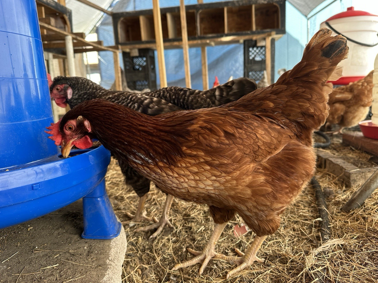 16+ Breeds Chicken Fertile Hatching Eggs, (12) 🐣 fertilized hatching eggs ❤️