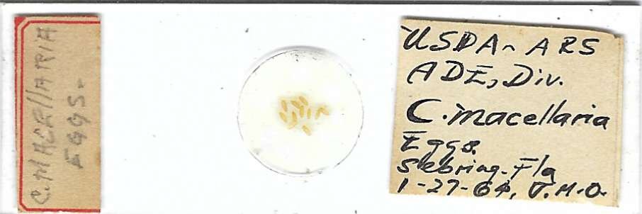 Secondary Screwworm Cochliomyia macellaria Eggs Microscope Slide