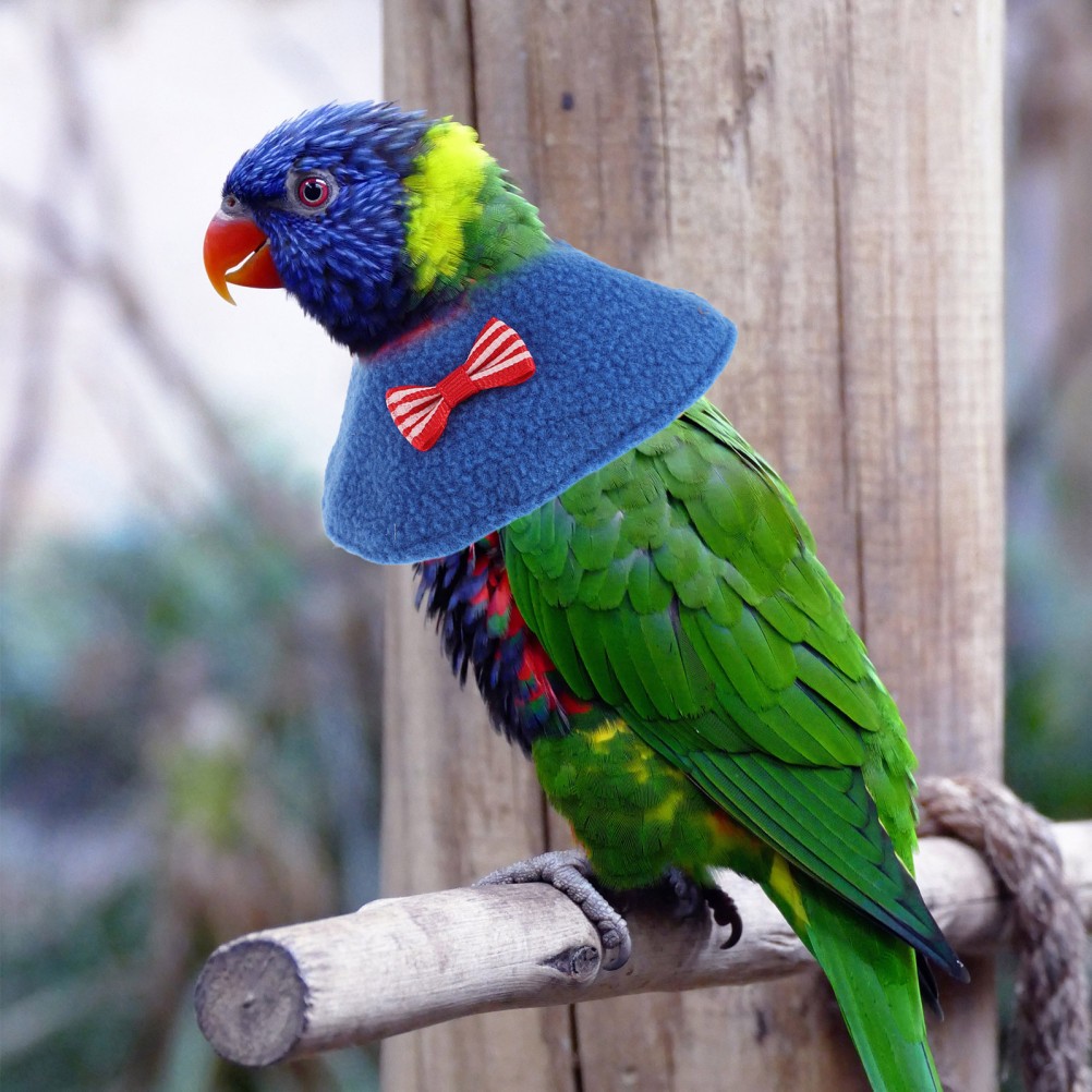 2Pcs Reusable Elizabethan Collars for Parrots Bird Postoperative Neck Cone